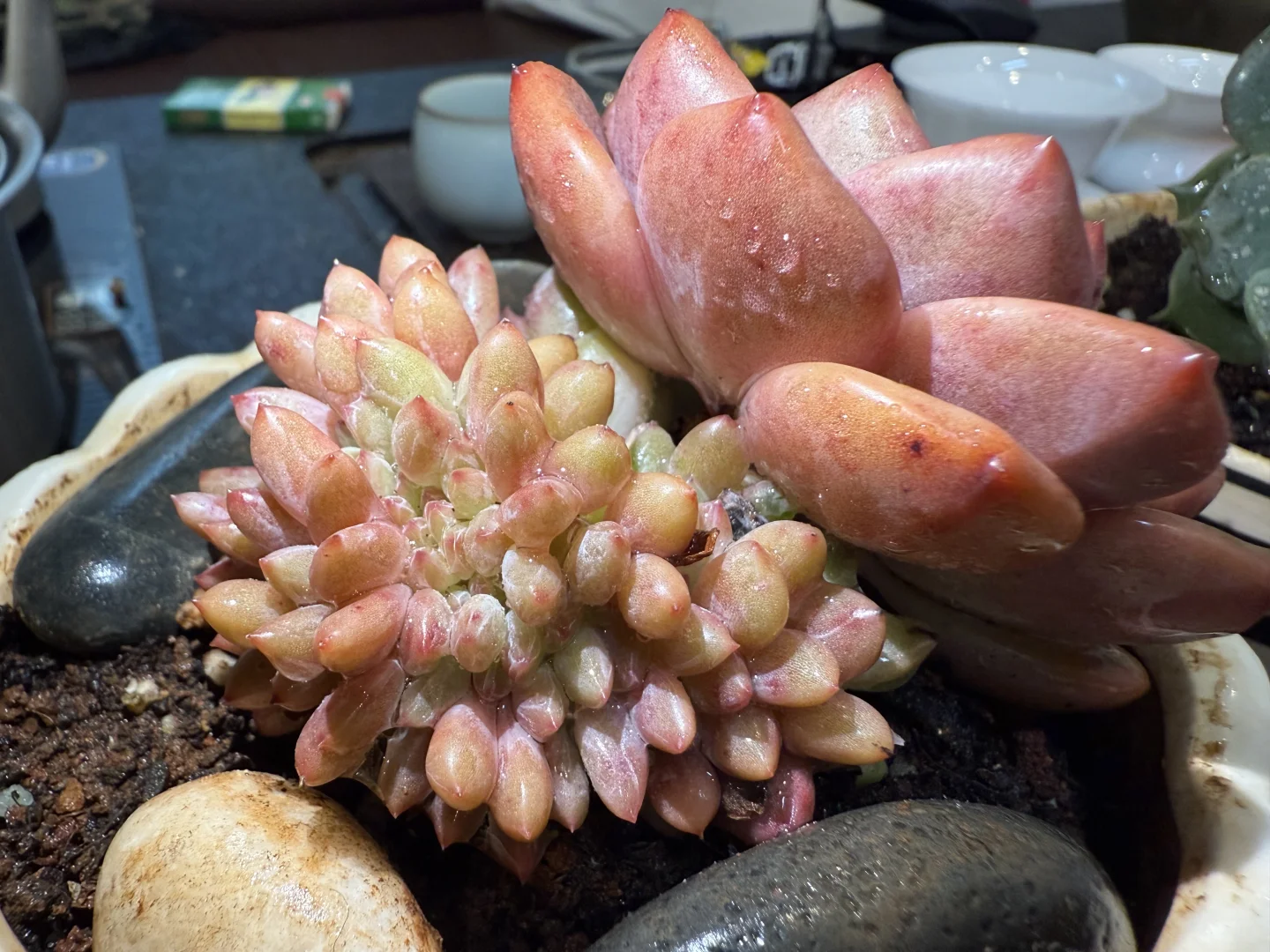 各种聊天软件，哪个适合你？