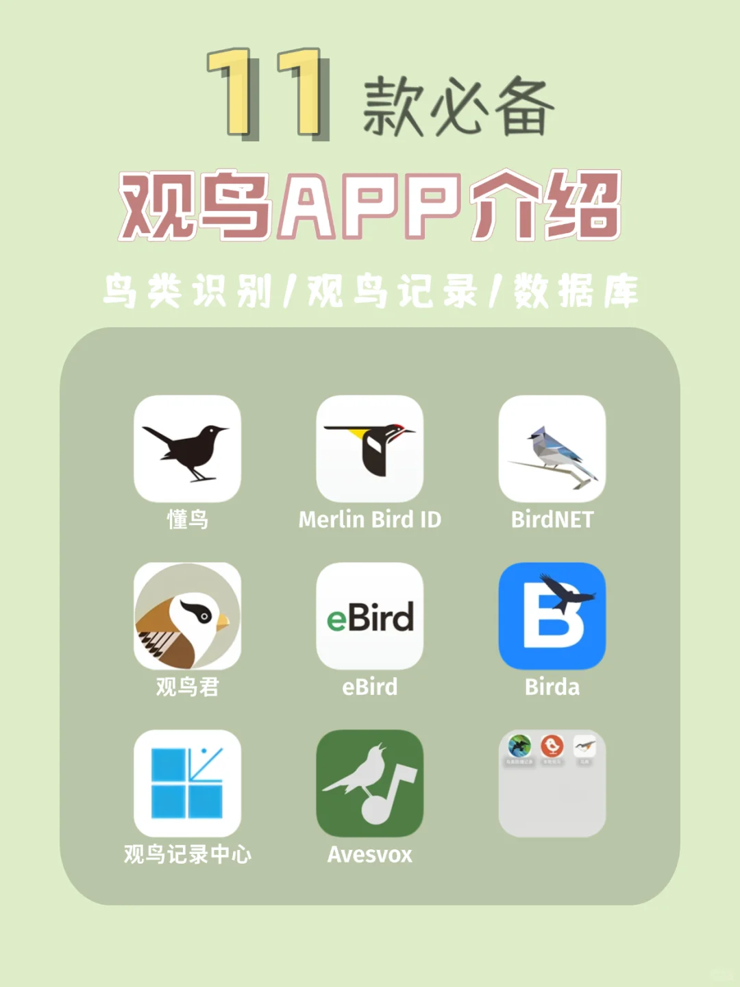 观鸟app推荐！观鸟入门必备，识别&记录