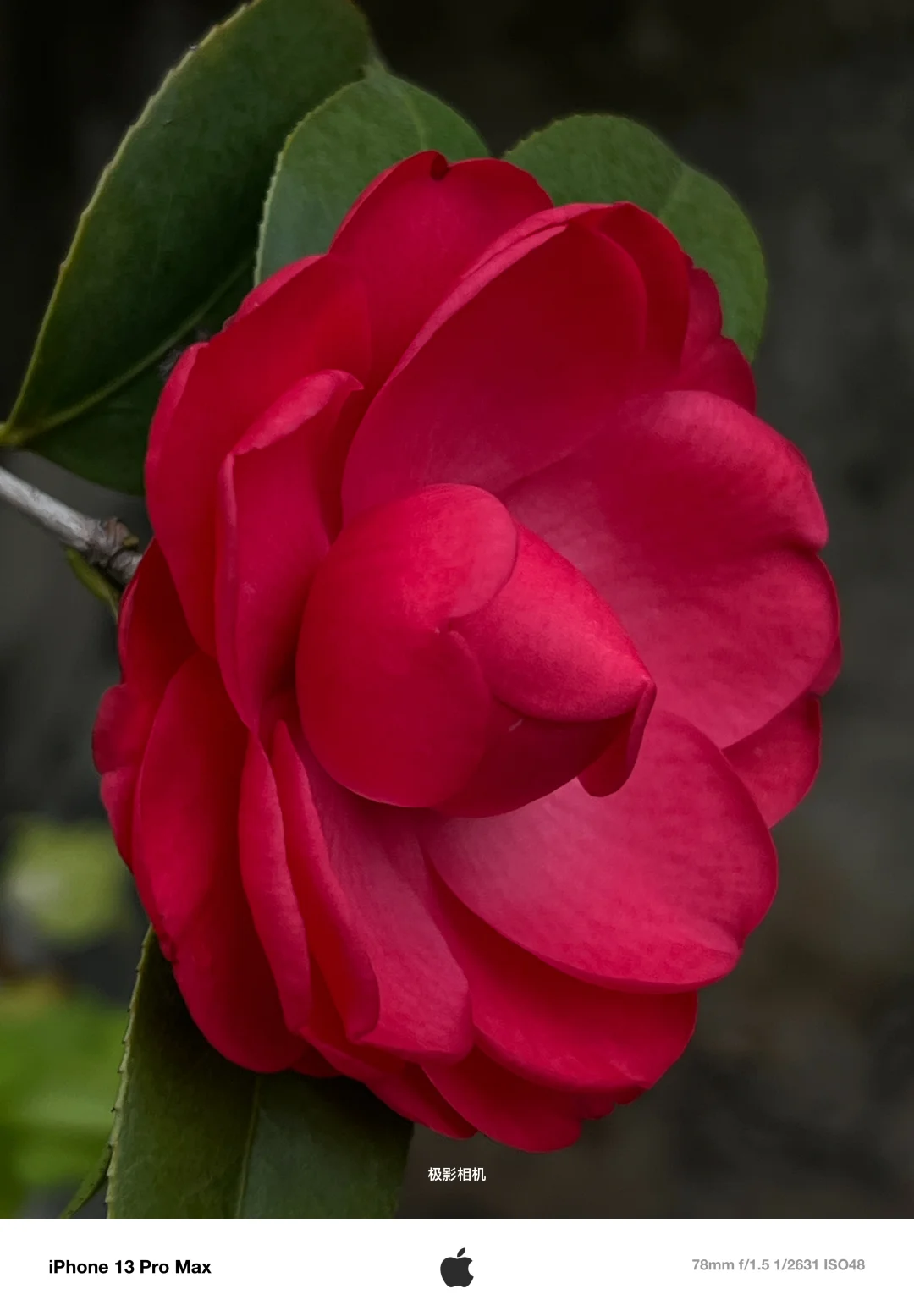 这个app也太牛🐮了吧