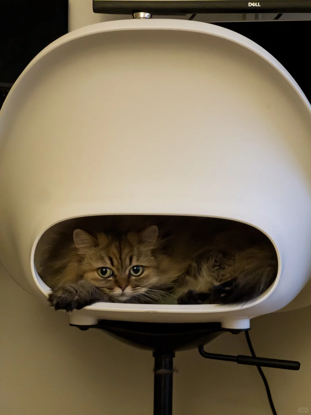 世界上最好的手机拍照app: Project Indigo