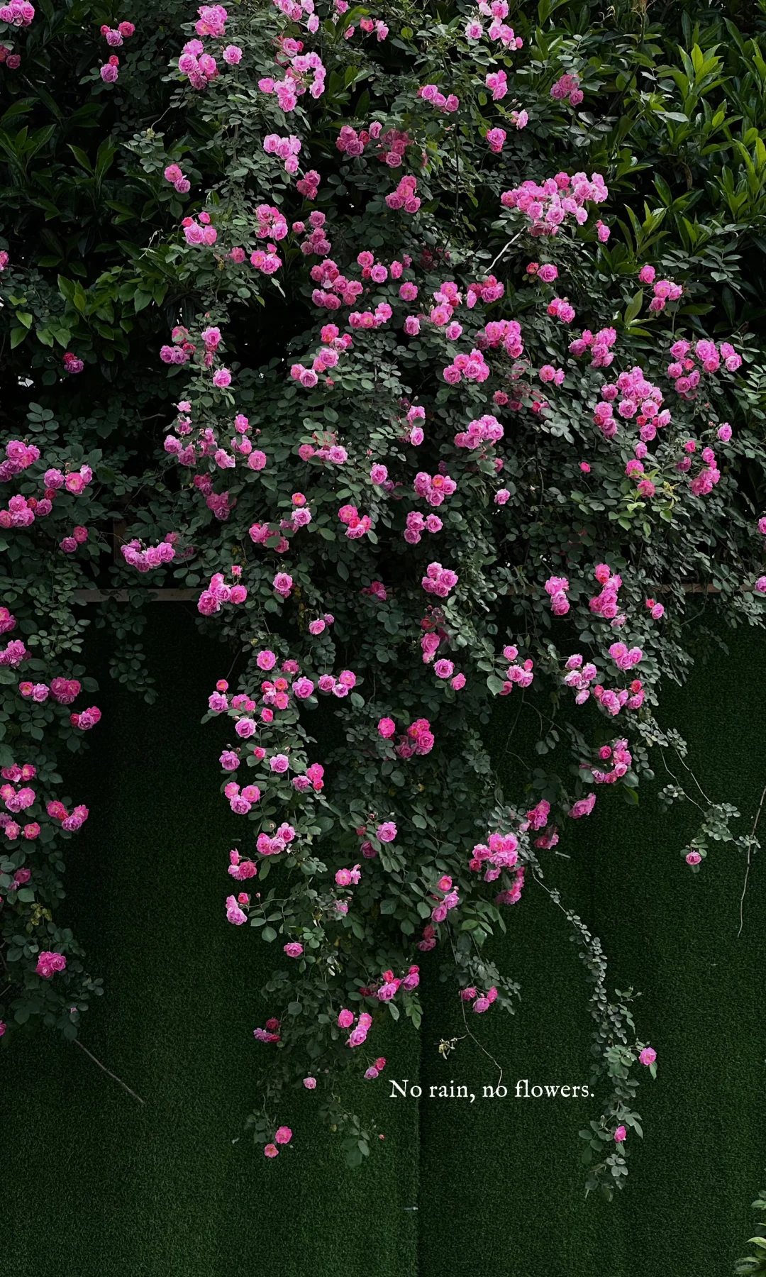 一键全屏 可太好了！