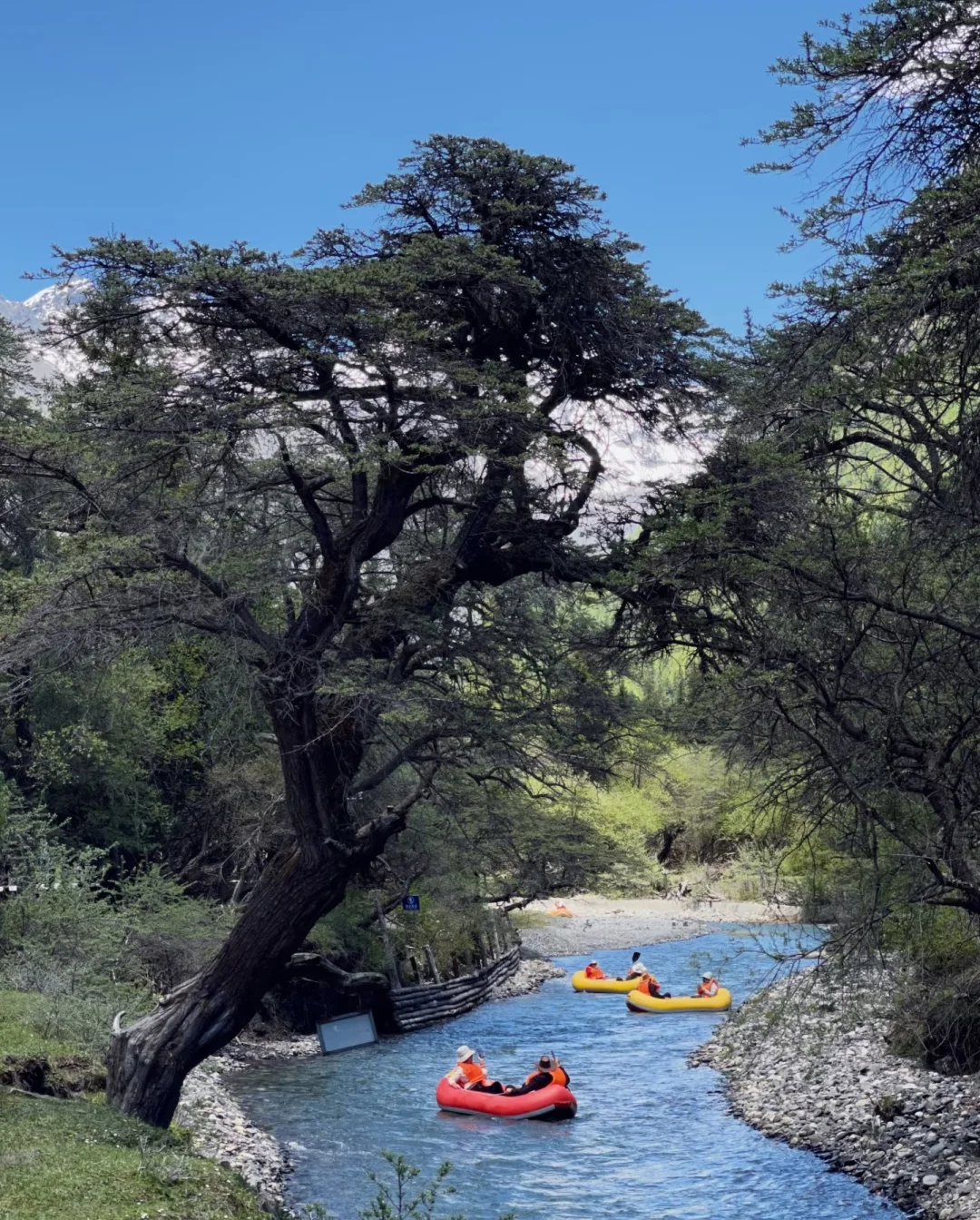 用了几块的dazz会员，发朋友圈就是王炸