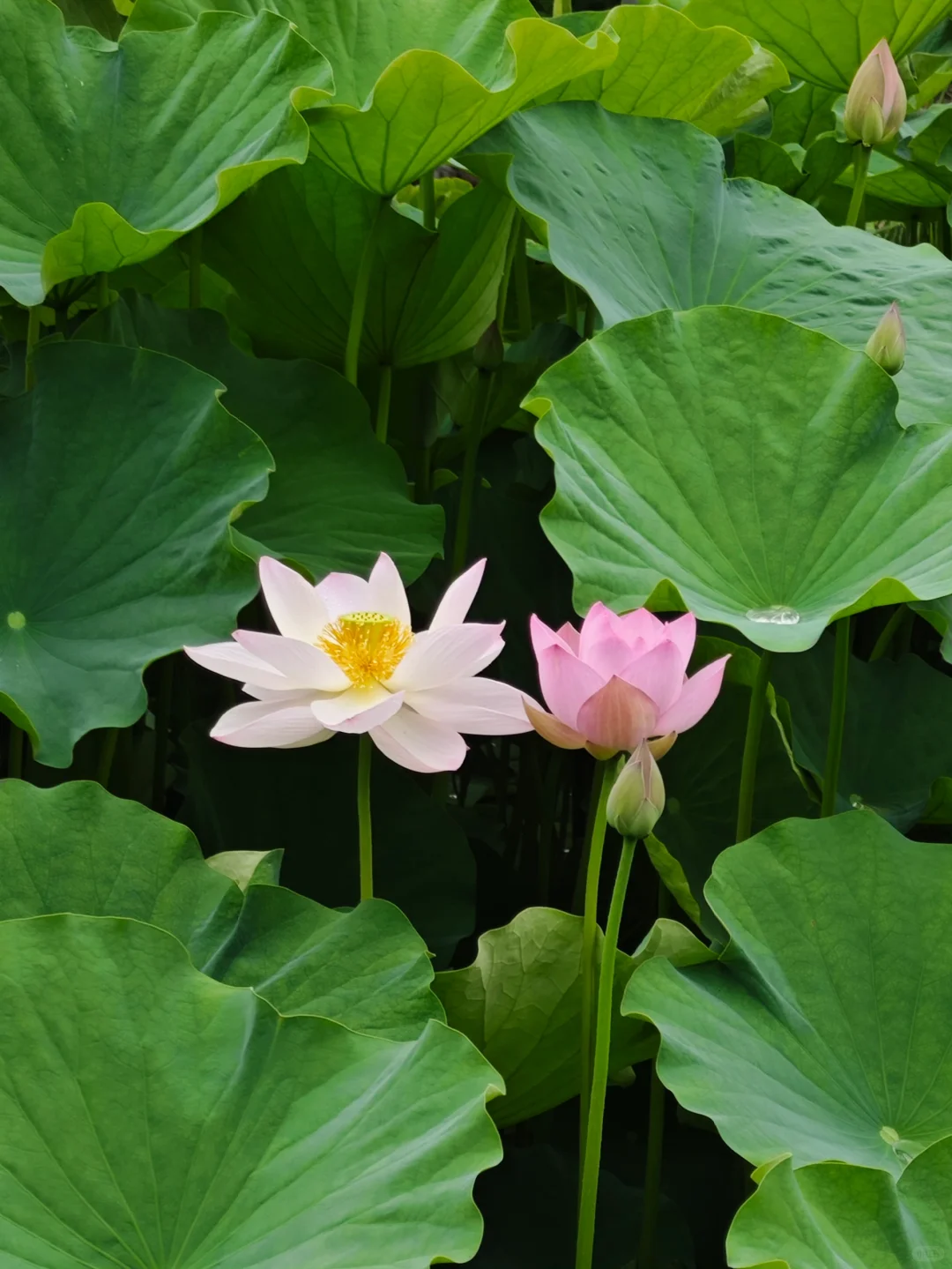 鸿蒙5.1真香~华为音乐免费听