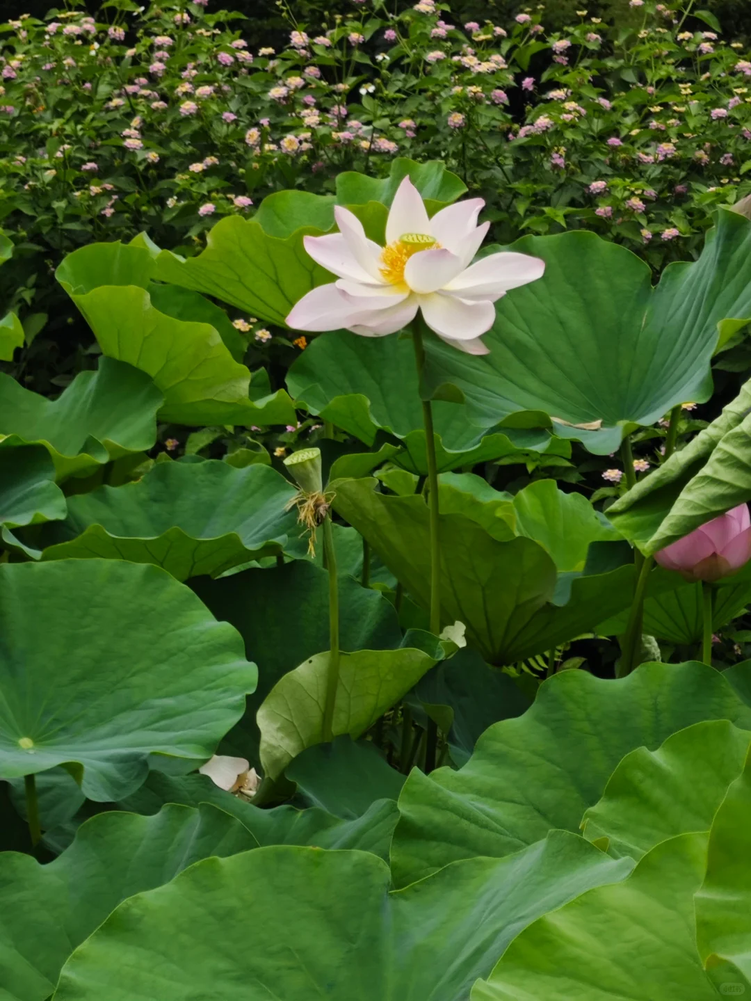 鸿蒙5.1真香~华为音乐免费听