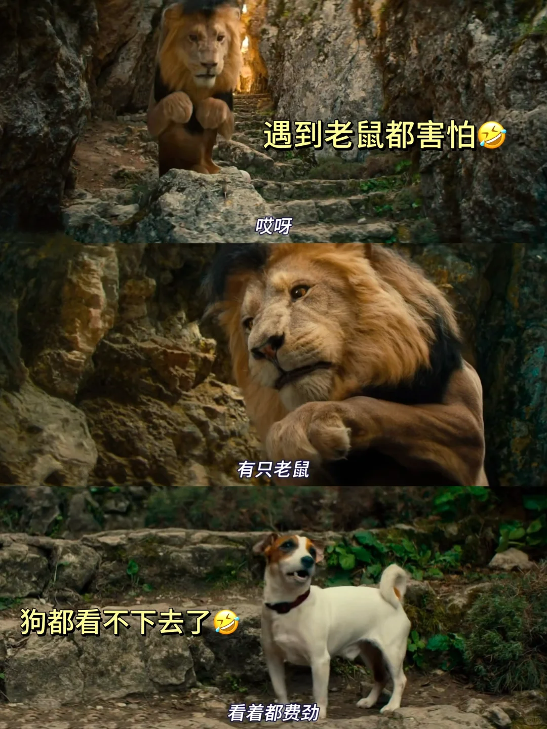 哈哈哈笑疯了🤣怎么会有这么可爱的电影啊‼️