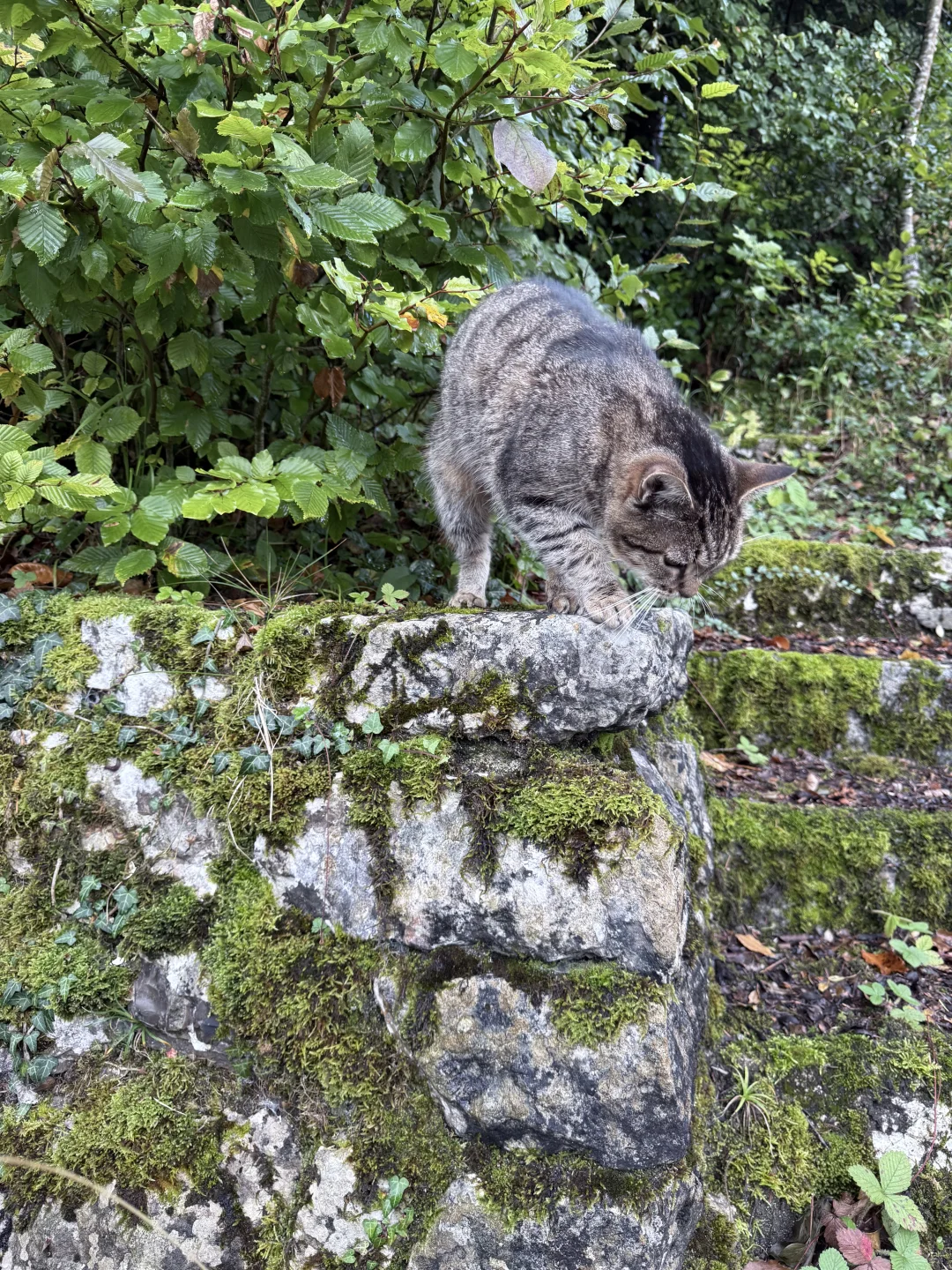 奥地利徒步推荐最好的APP