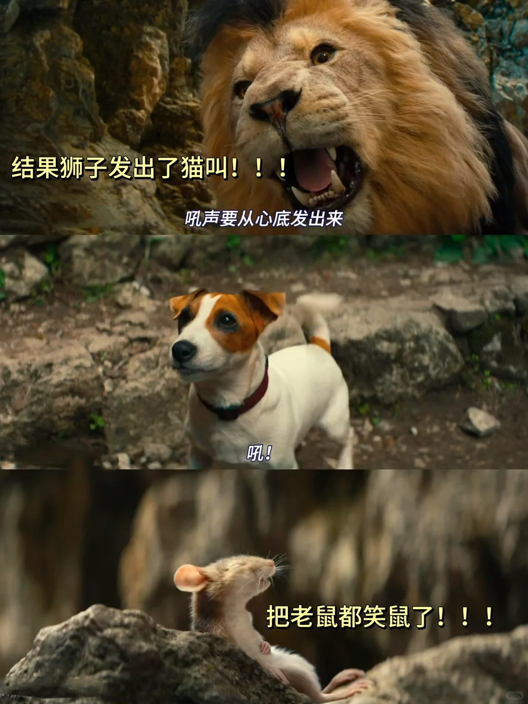 哈哈哈笑疯了🤣怎么会有这么可爱的电影啊‼️