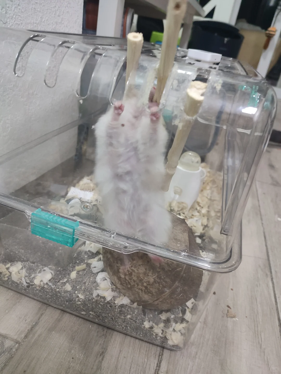 长子妩媚动人，养子小鸟依人，女儿健壮有力