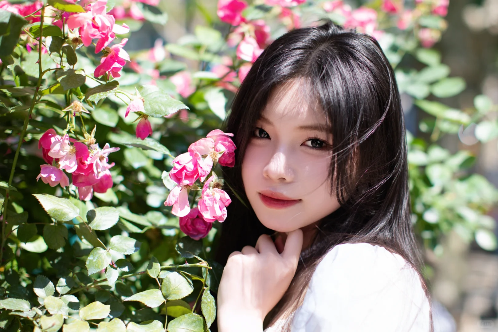 蔷薇香中美人绽