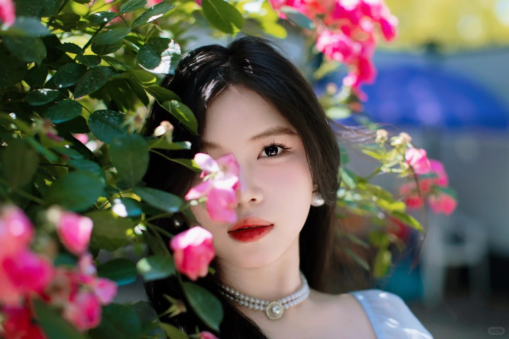 蔷薇香中美人绽