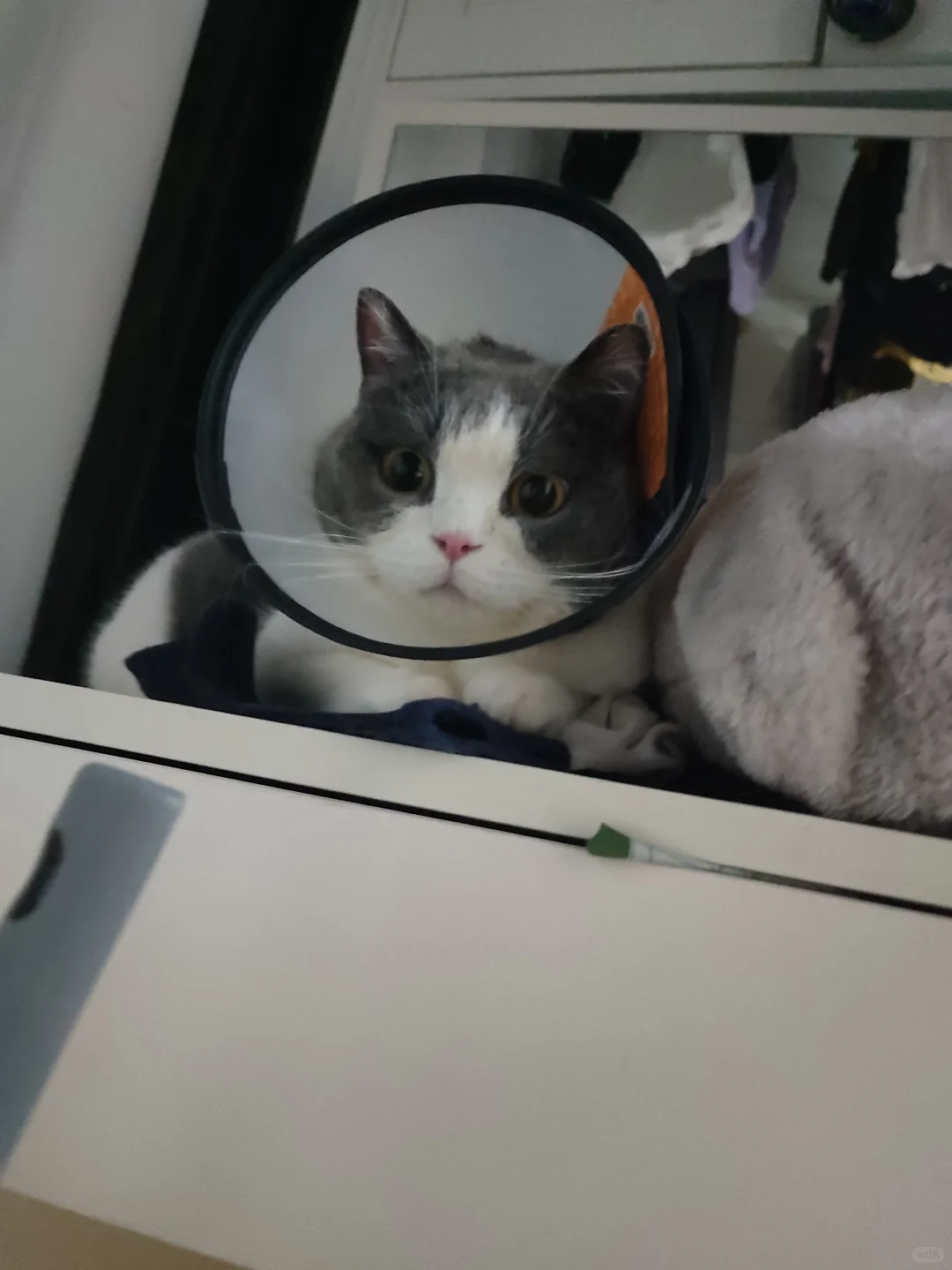 长子妩媚动人，养子小鸟依人，女儿健壮有力