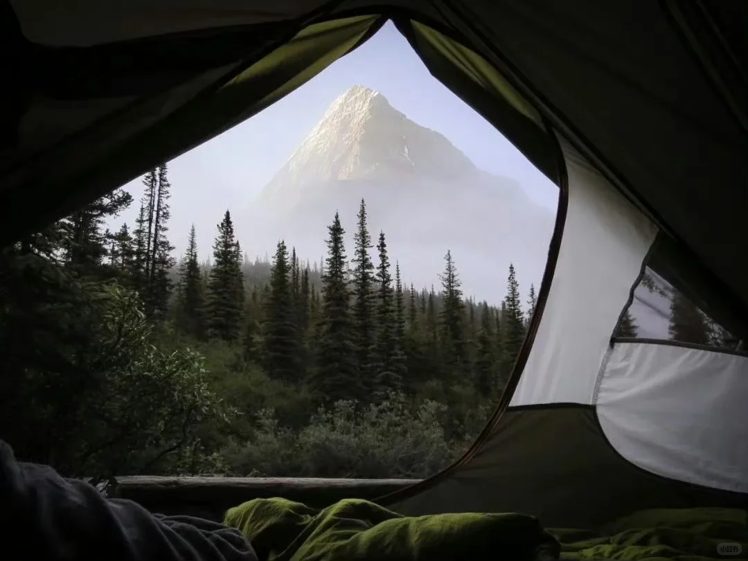 自取｜好有生命力的平板iPad壁纸～