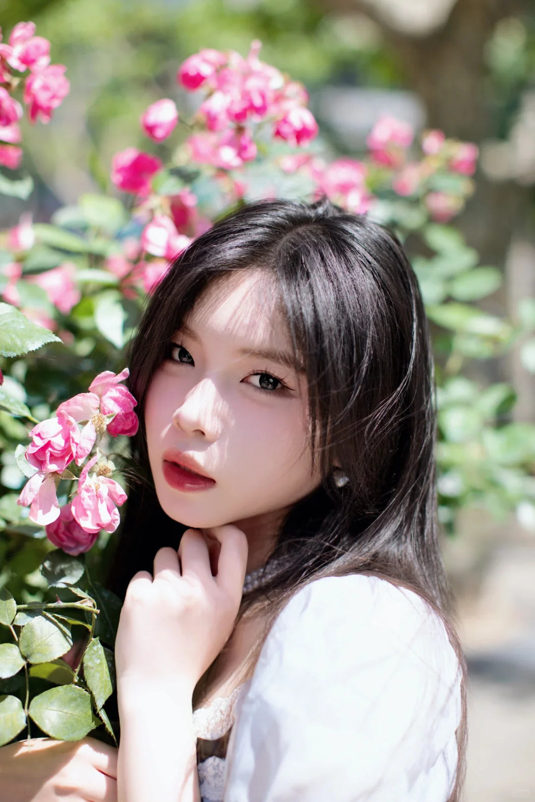 蔷薇香中美人绽