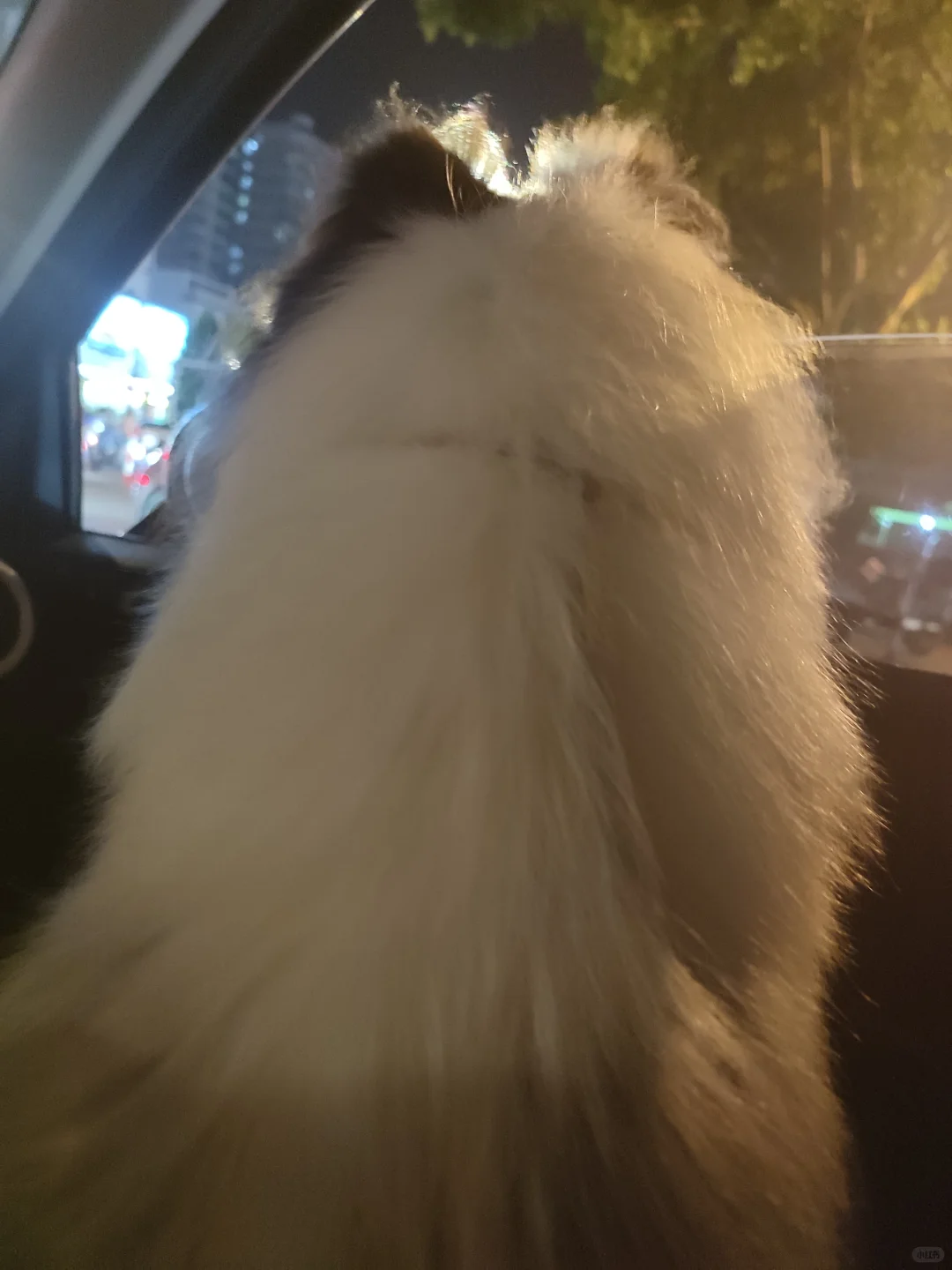 长子妩媚动人，养子小鸟依人，女儿健壮有力