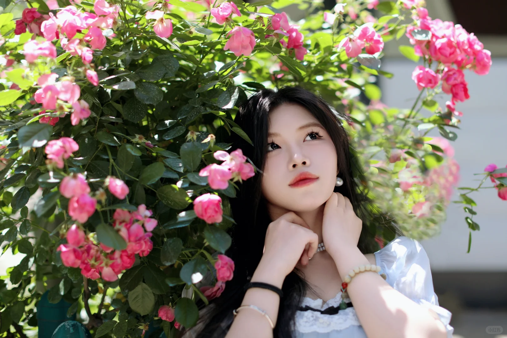 蔷薇香中美人绽