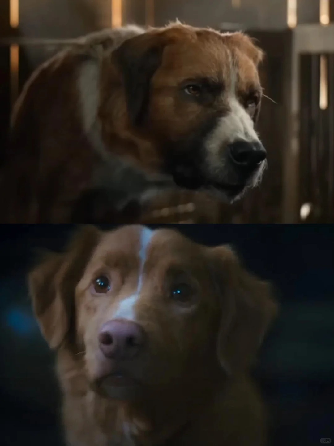 狗狗主演高口碑恐怖片🐶《好狗狗》今日上线❗