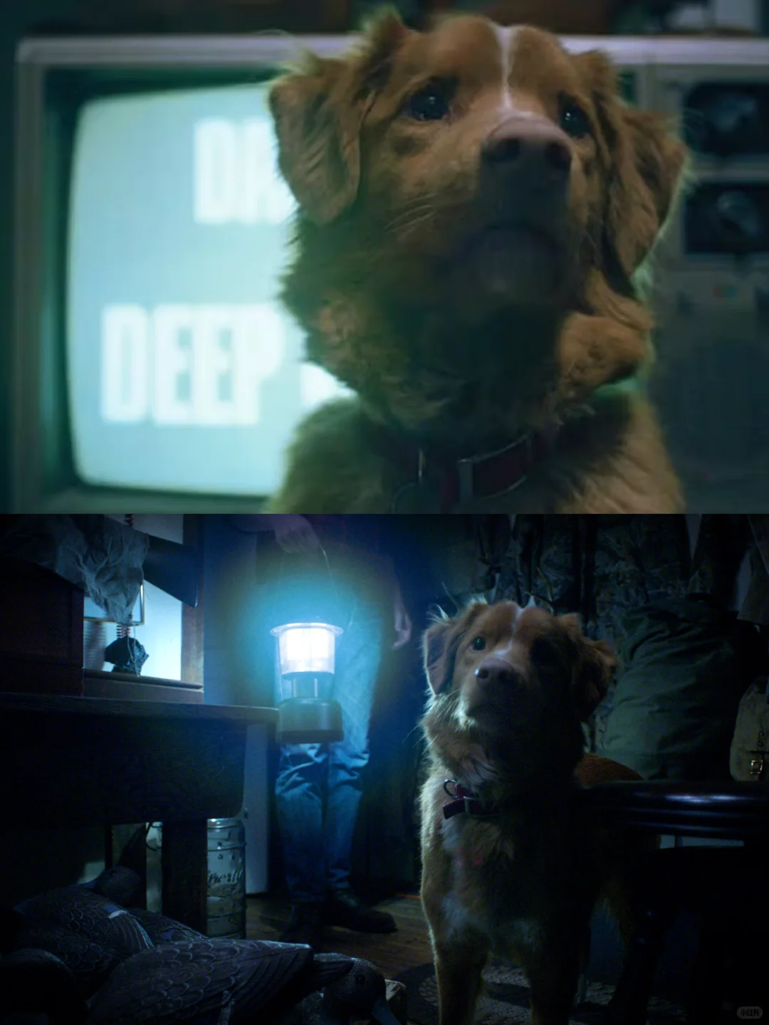 狗狗主演高口碑恐怖片🐶《好狗狗》今日上线❗