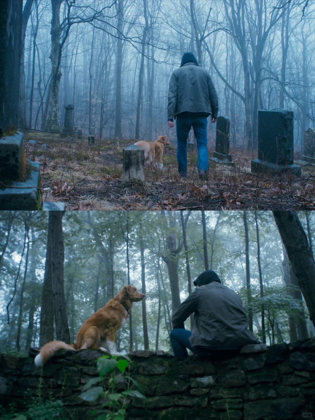 狗狗主演高口碑恐怖片🐶《好狗狗》今日上线❗