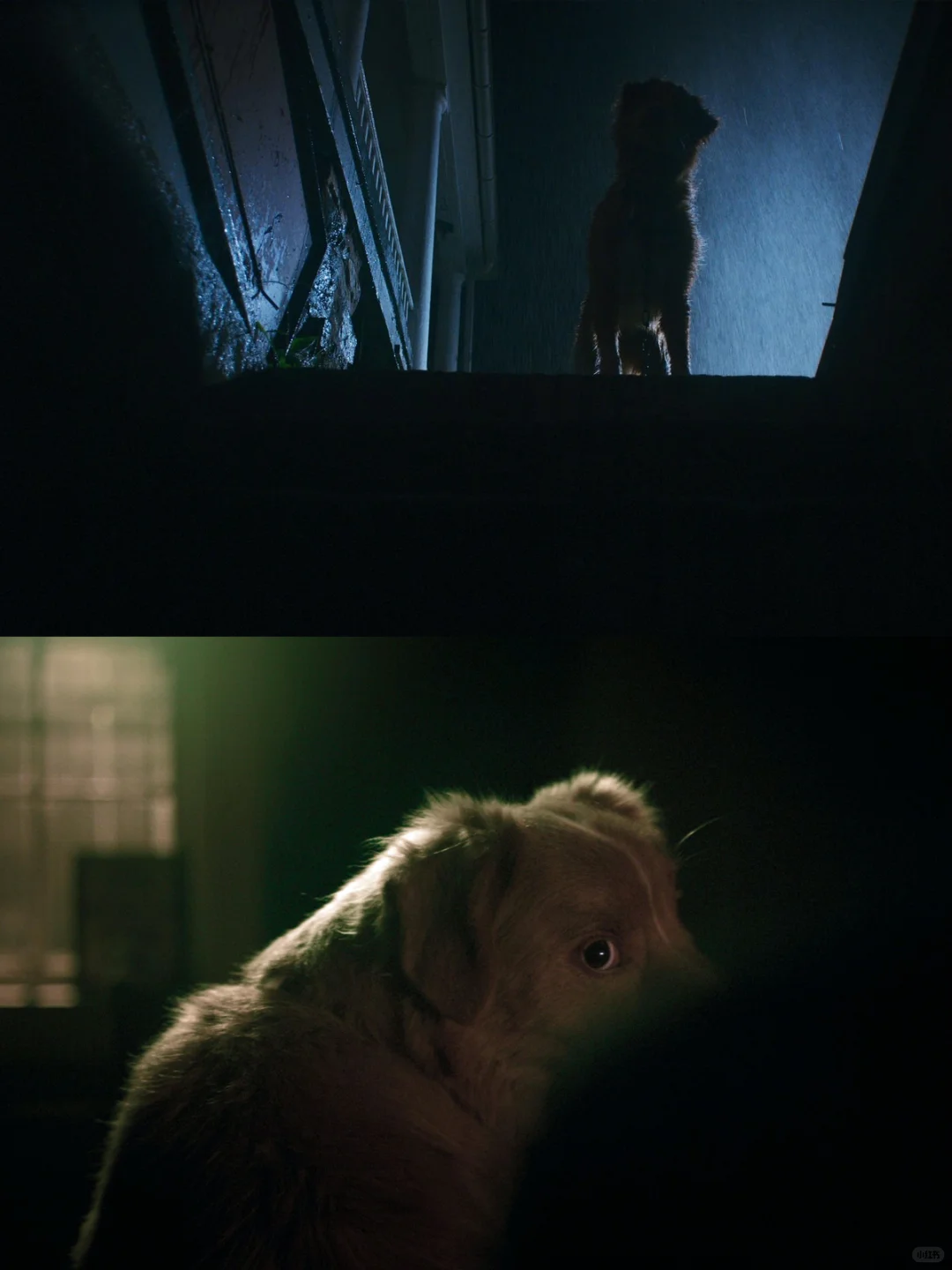 狗狗主演高口碑恐怖片🐶《好狗狗》今日上线❗