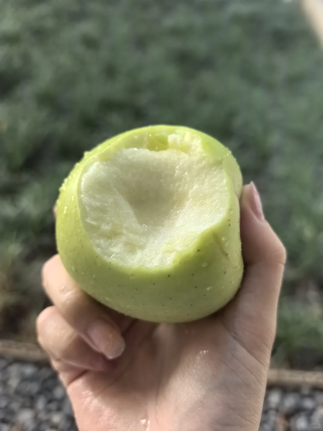 安卓人的苹果时间