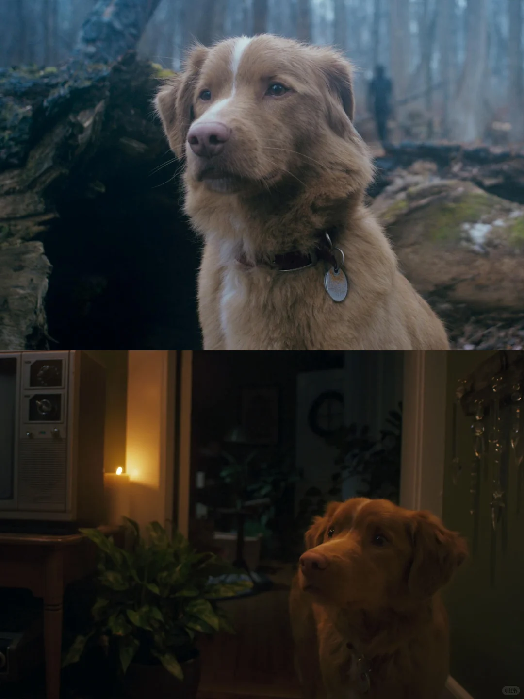 狗狗主演高口碑恐怖片🐶《好狗狗》今日上线❗