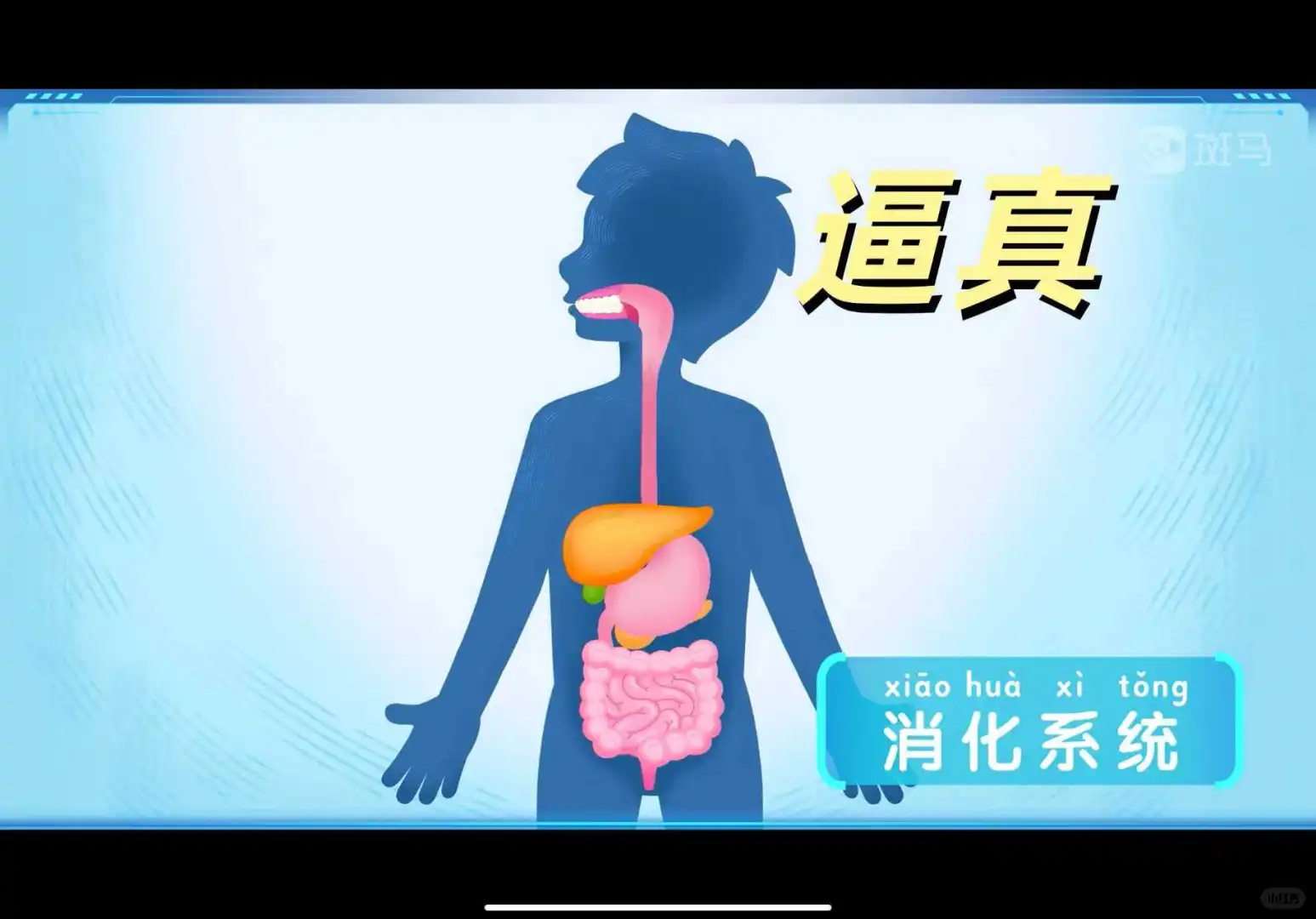 斑马老用户掏心窝的话，别直接买斑马百科会