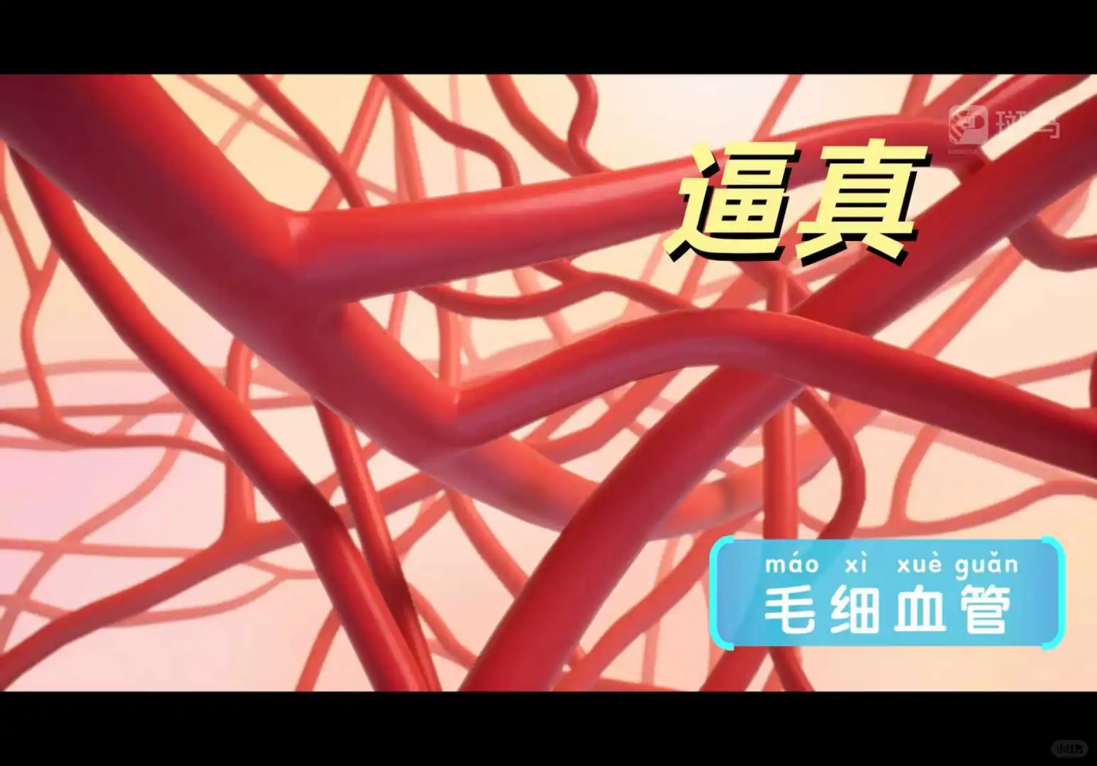 斑马老用户掏心窝的话，别直接买斑马百科会