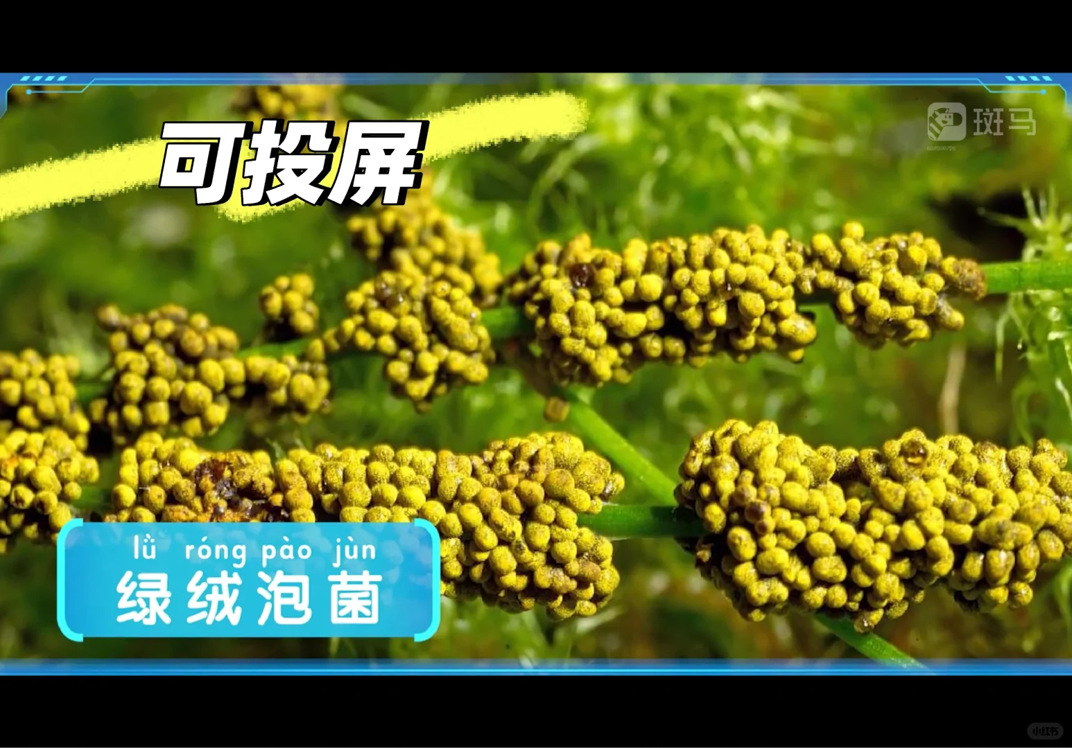 终于找到让娃放下手机的宝藏APP！