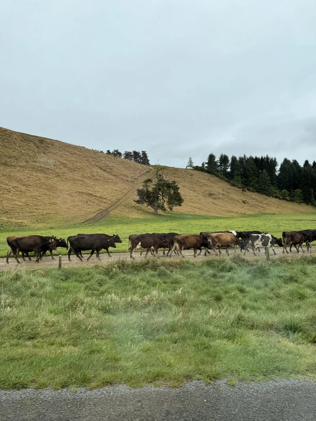 从澳洲来新西兰旅游别报太大希望