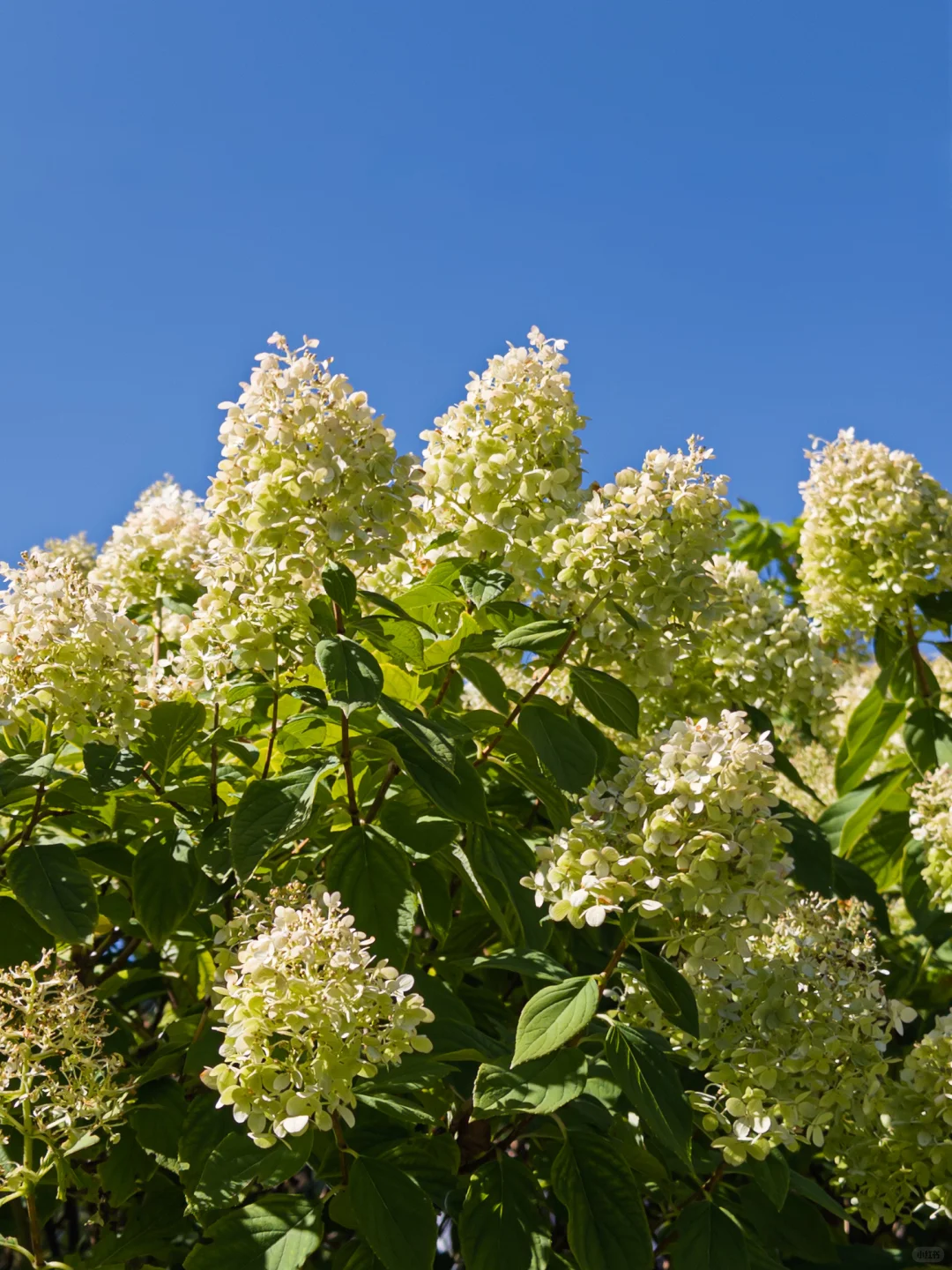 Project Indigo就是iPhone上最好的相机App