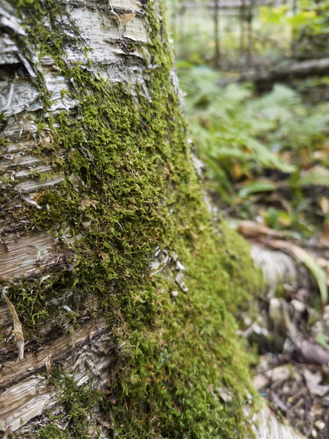 Project Indigo就是iPhone上最好的相机App