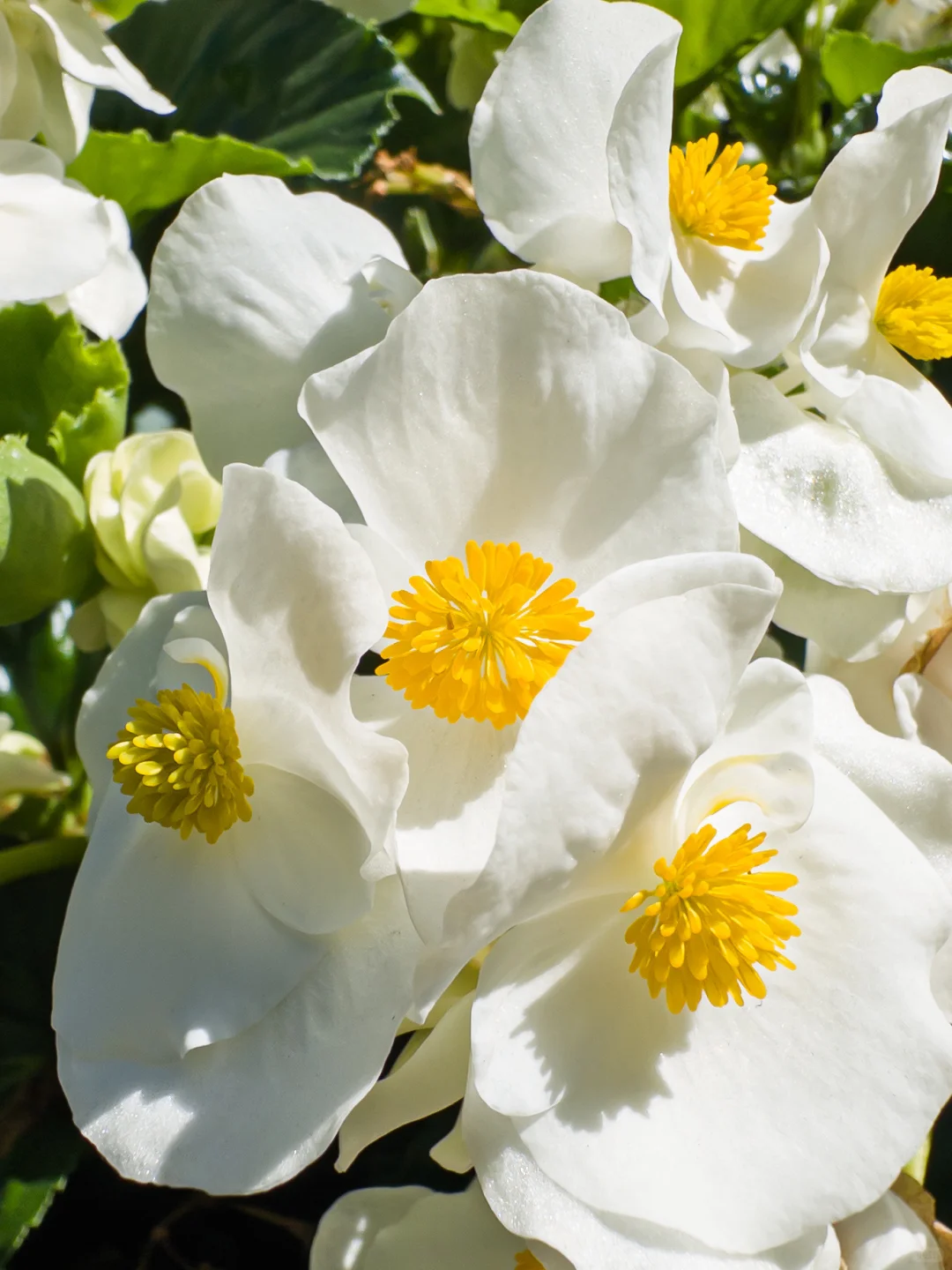 Project Indigo就是iPhone上最好的相机App