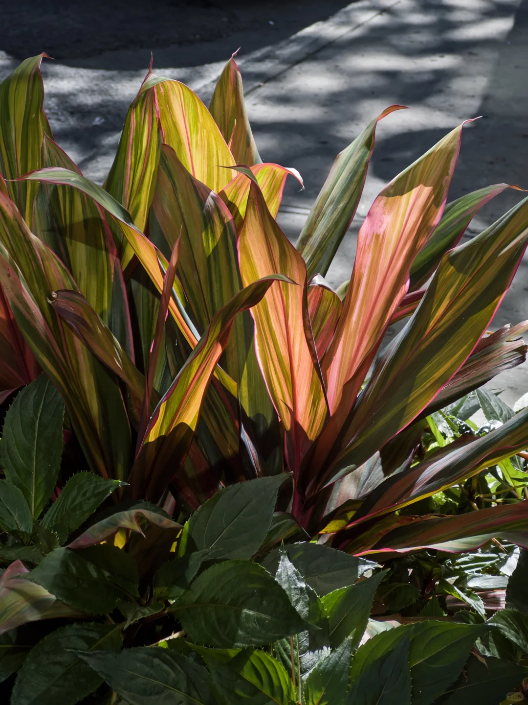 Project Indigo就是iPhone上最好的相机App