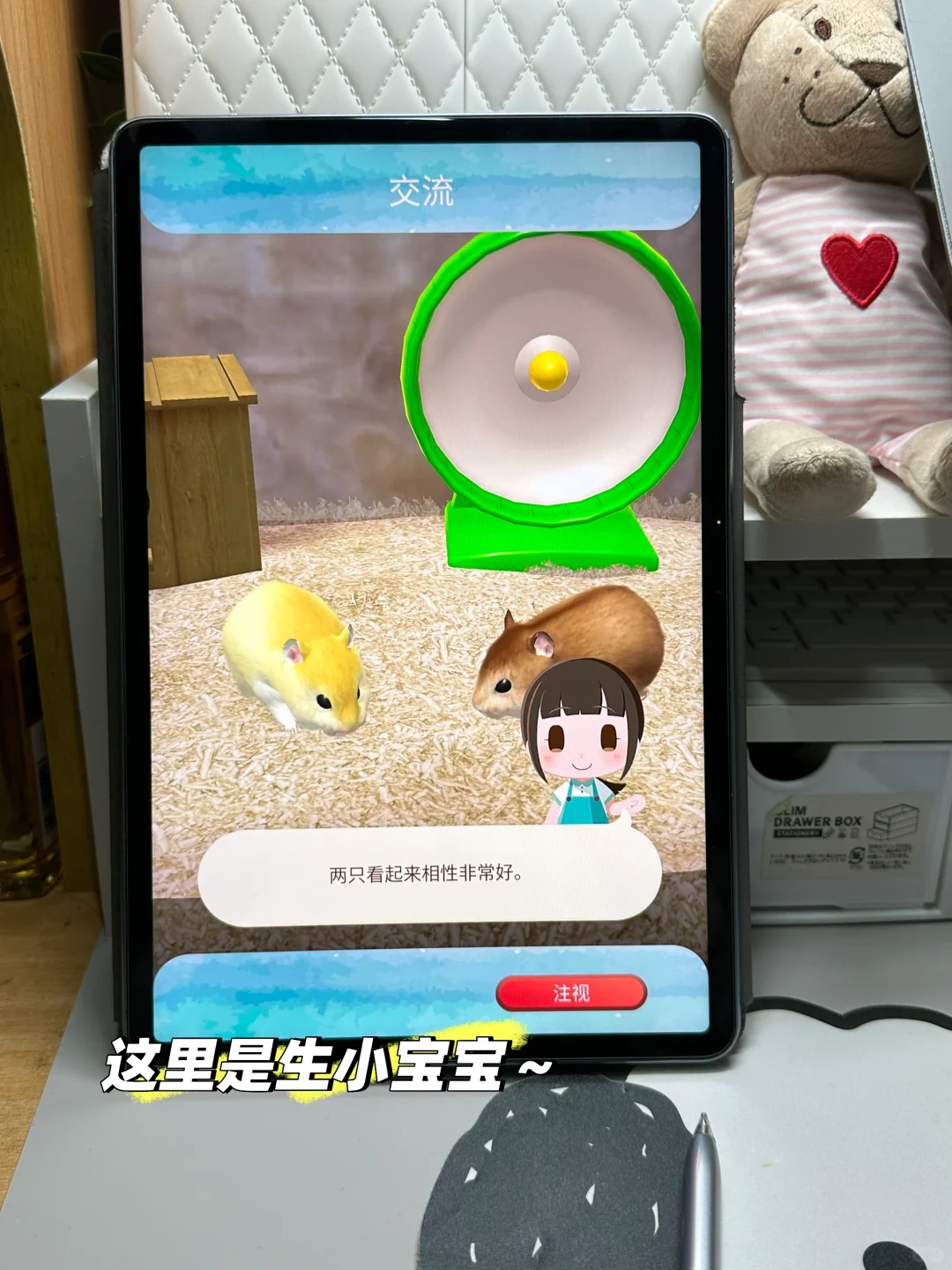 平板里养一只可爱的Annie仓鼠🐹