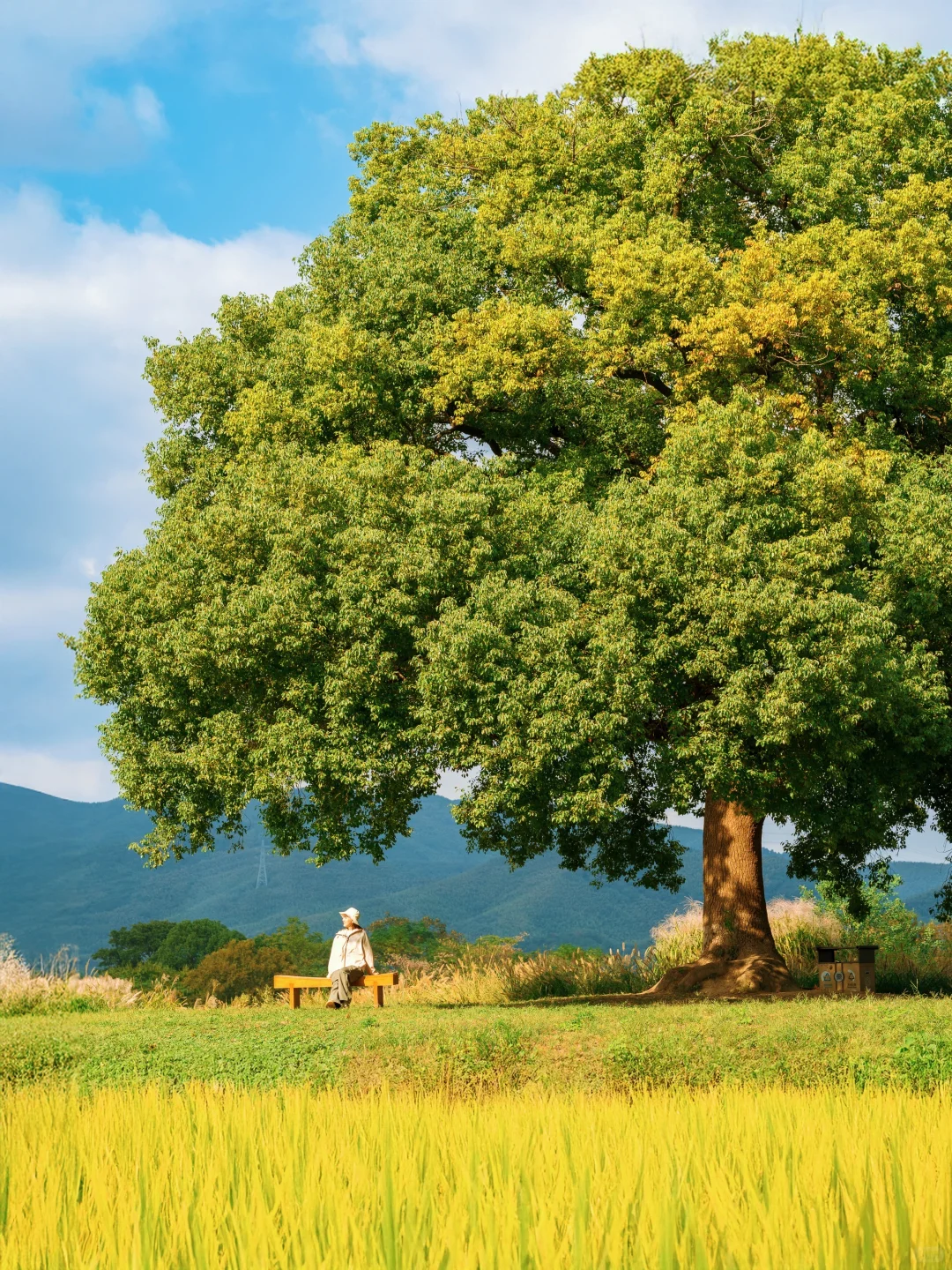10.24🍂良渚的秋天好像油画啊‼️附拍照攻略