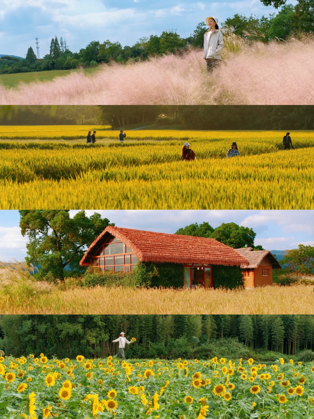 10.24🍂良渚的秋天好像油画啊‼️附拍照攻略