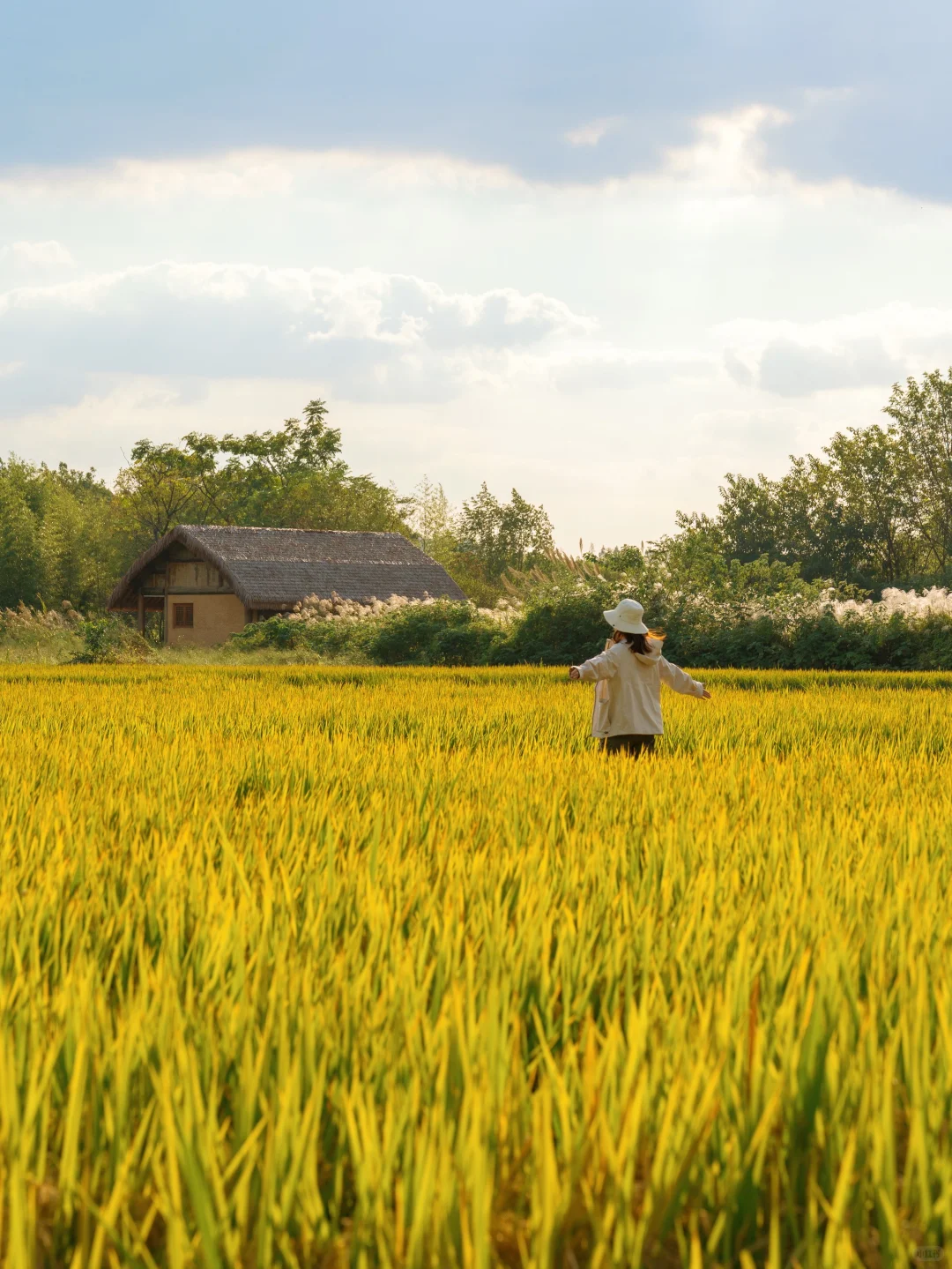 10.24🍂良渚的秋天好像油画啊‼️附拍照攻略