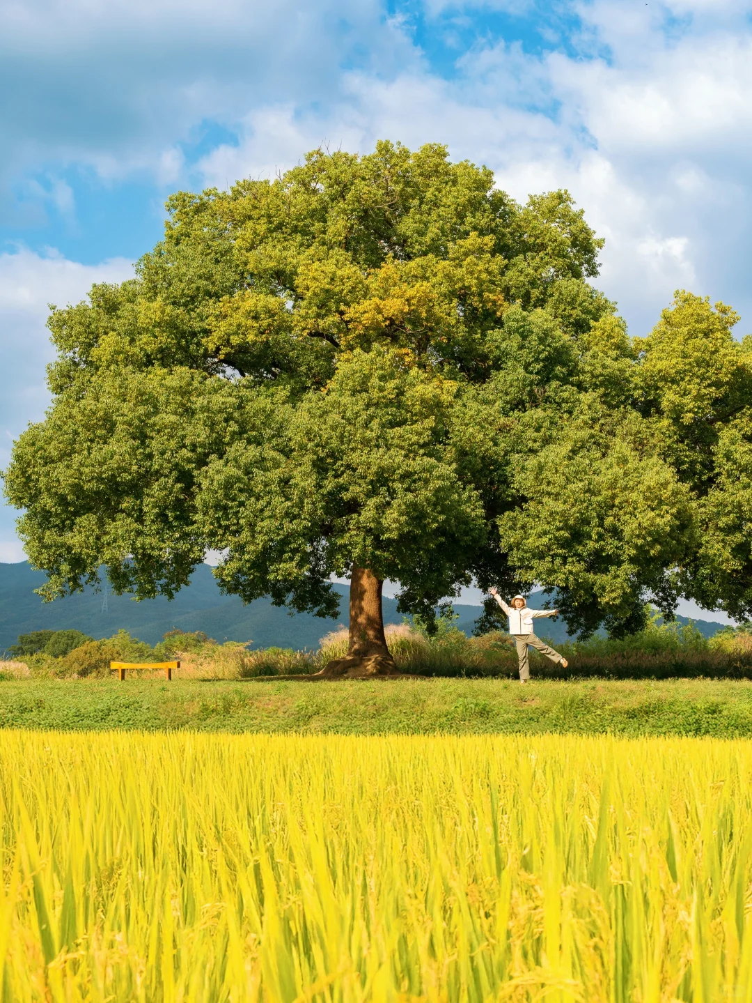 10.24🍂良渚的秋天好像油画啊‼️附拍照攻略