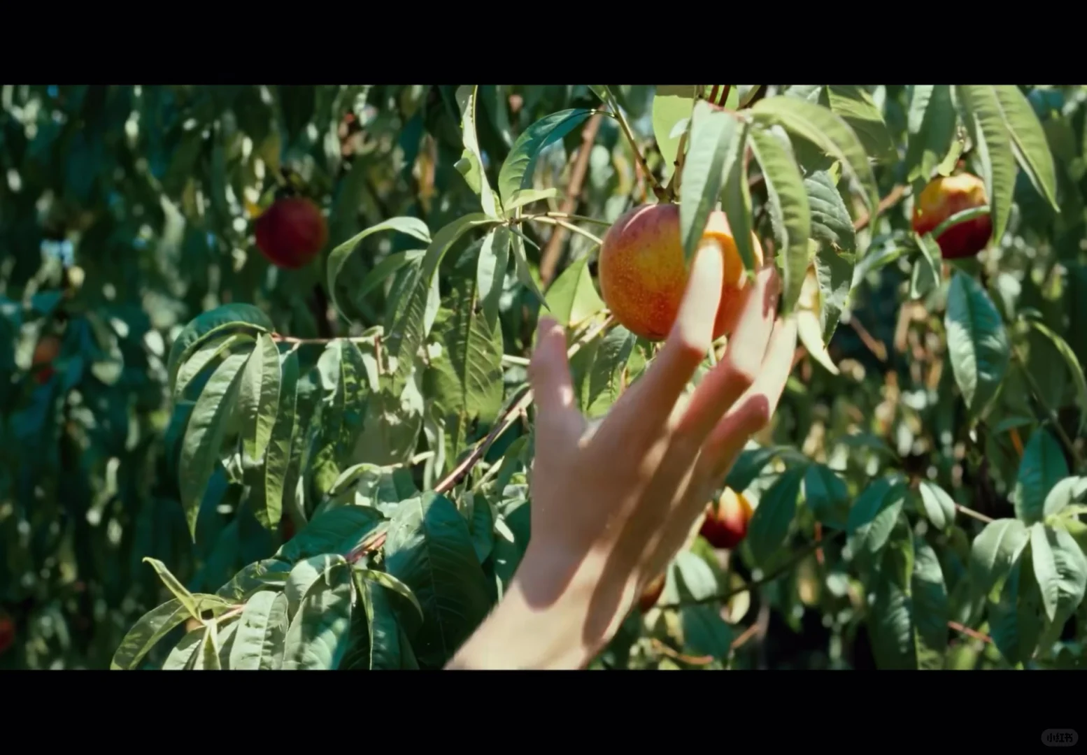 电影里喜欢的镜头 第一期