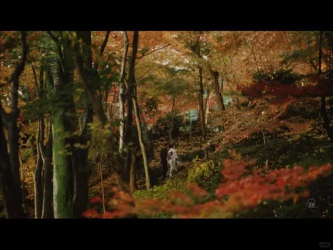 十一月最美的电影诞生啦😁