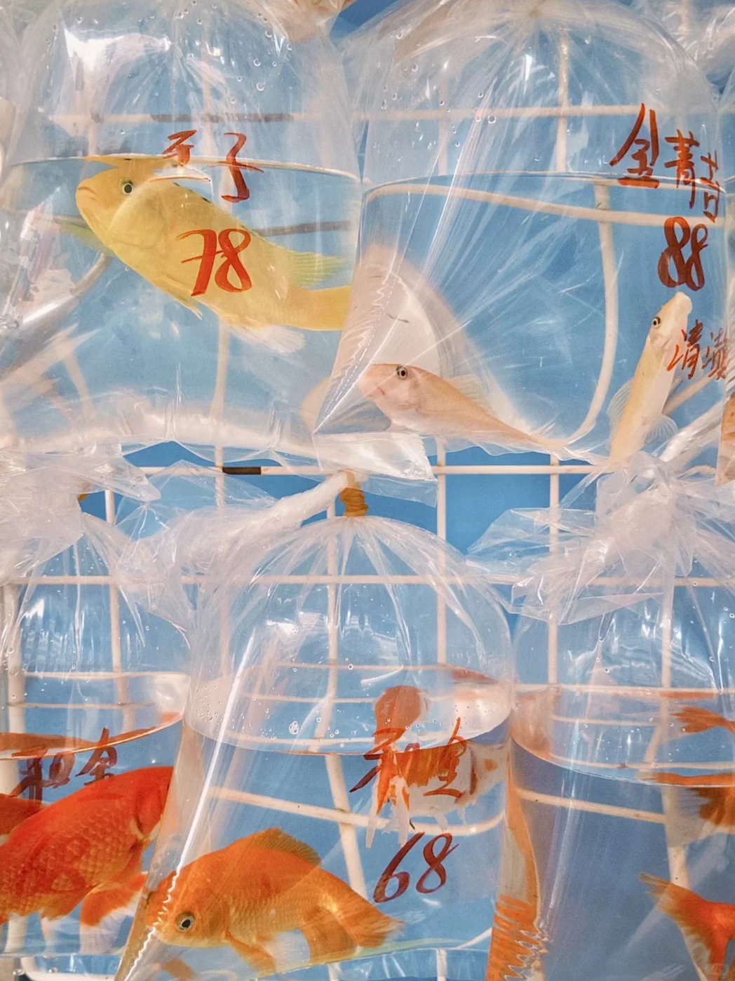 终于搞定！Dazz免费享永久会员！