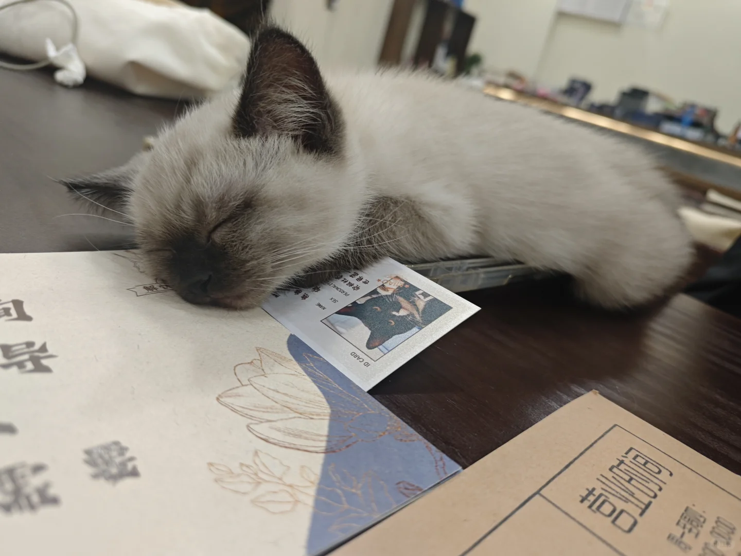 湖美猫咖之:本周电影放映安排