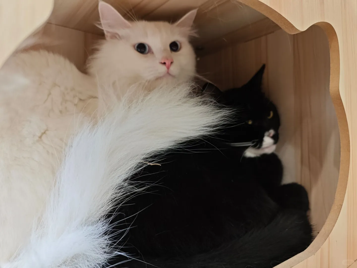 湖美猫咖之:本周电影放映安排