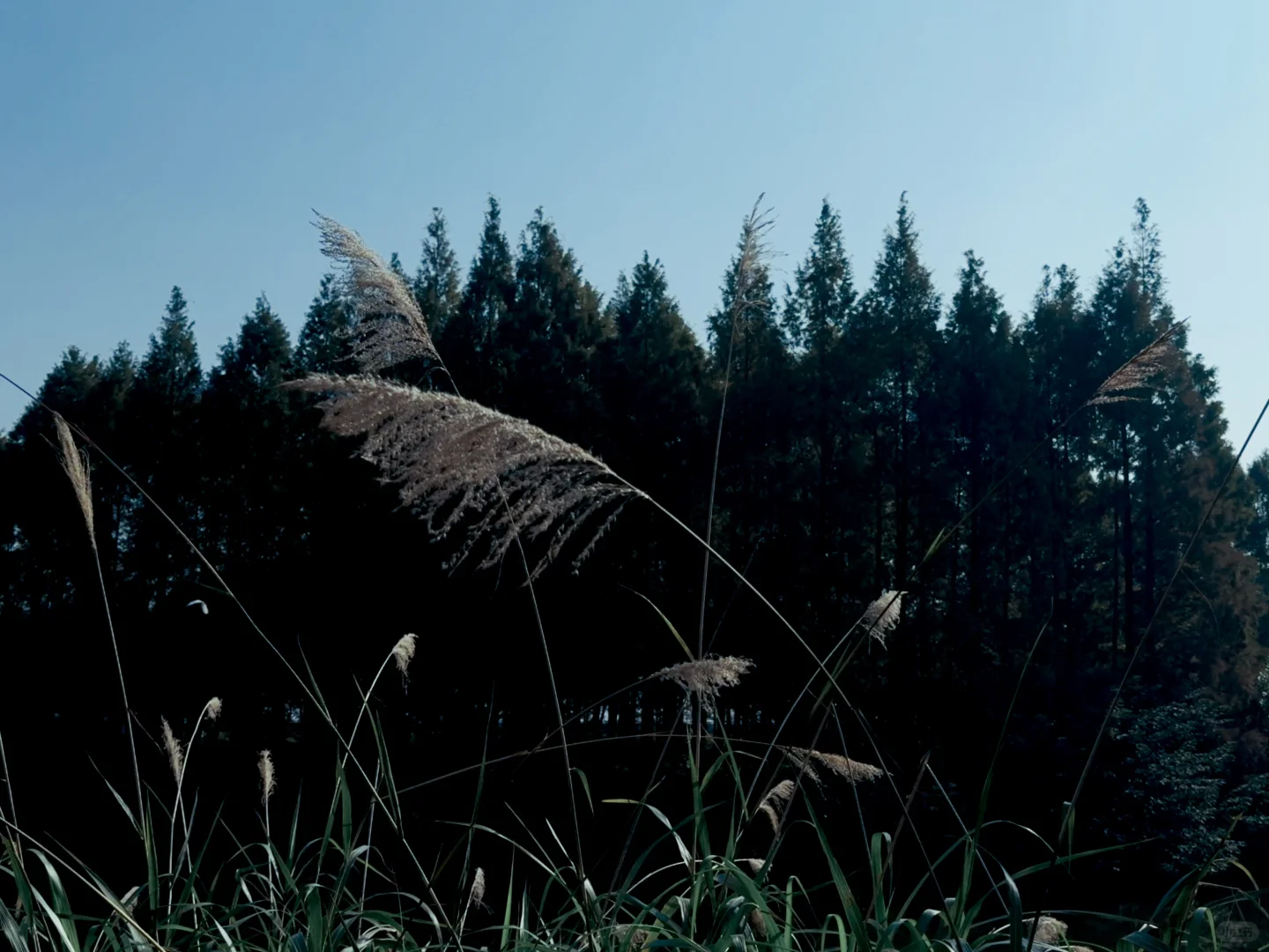 iPhone的理光GR负片