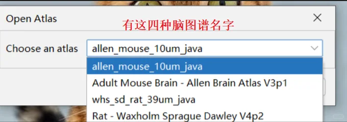 qupath-braian代码运行及结果导出解答