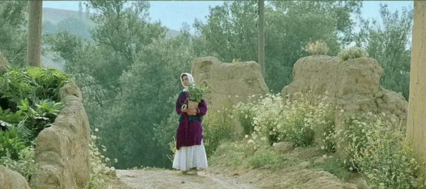 电影🎬《橄榄树下的情人》插画绘画4