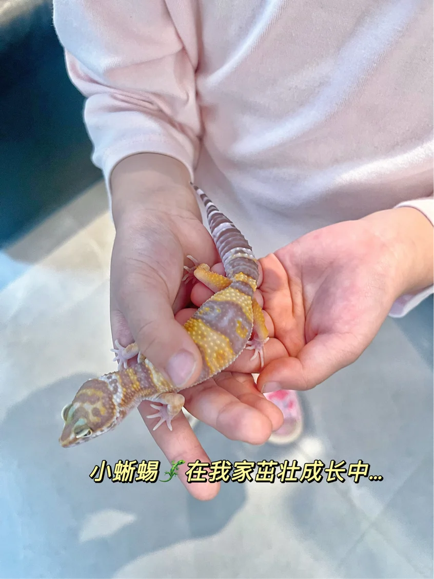 娃说想养蜥蜴怎么办|灵光App说交给它