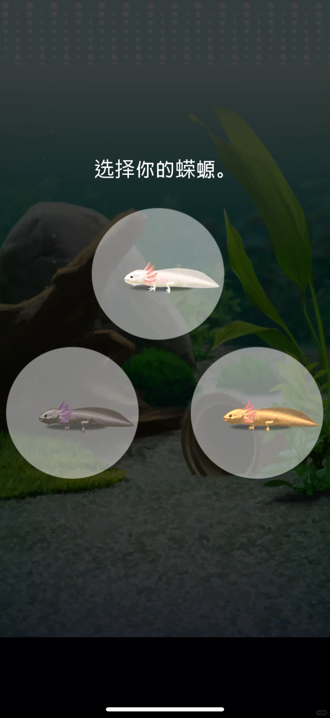 🔮女巫常用APP推荐｜女巫干货