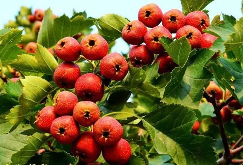 红果短剧：创新模式引领影视新潮流