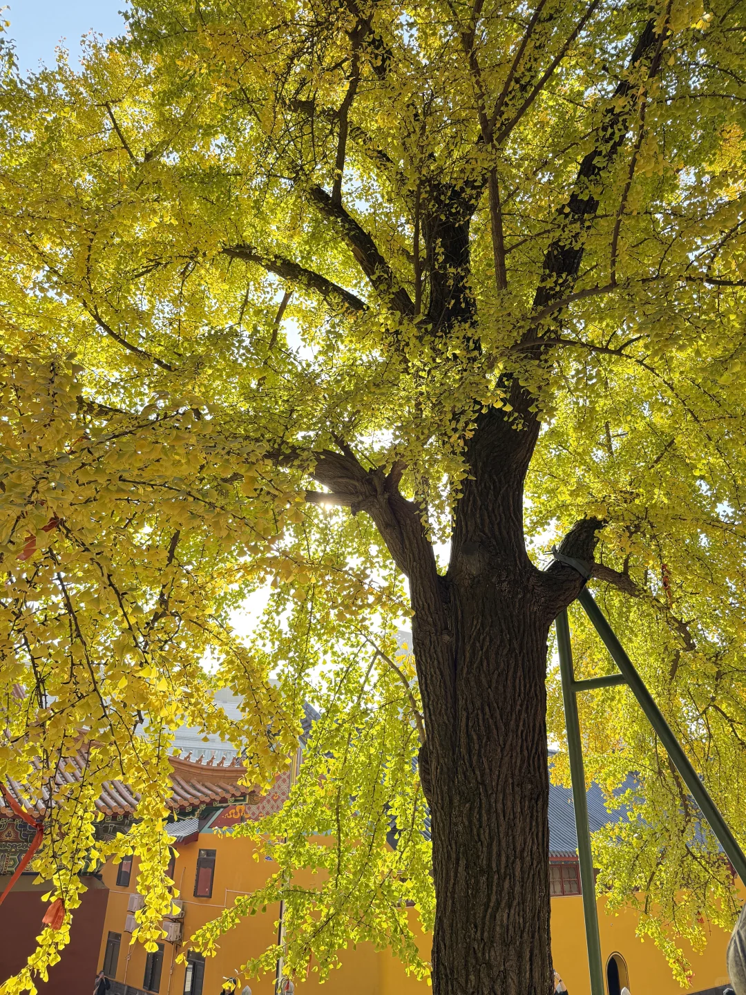 我也不知道到底是什么